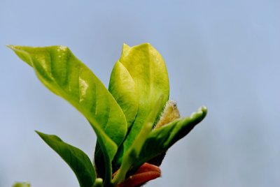 Magnolia x denudata 'Yellow River' - šácholan obnažený 'Yellow River' - pupen (poupě) a listy